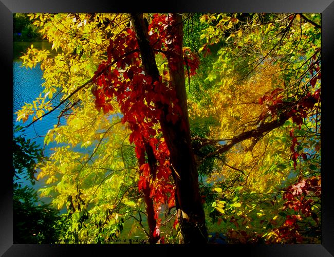 Autumn colours Framed Print by Stephanie Moore