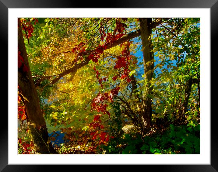 Autumn Colours 2 Framed Mounted Print by Stephanie Moore