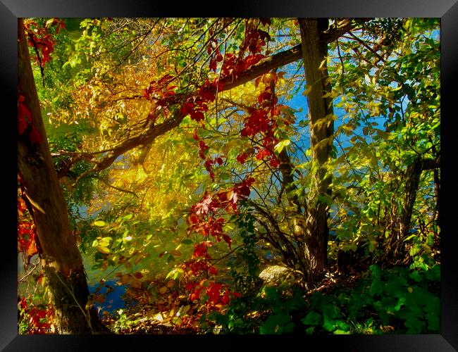 Autumn Colours 2 Framed Print by Stephanie Moore