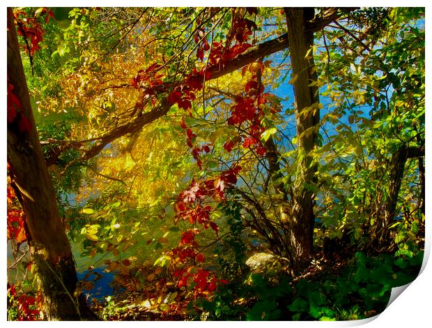 Autumn Colours 2 Print by Stephanie Moore