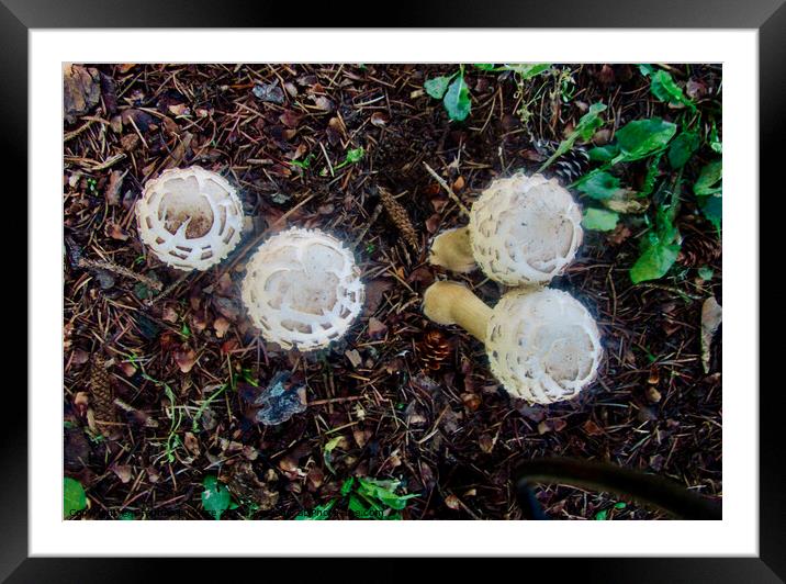 Toadstools Framed Mounted Print by Stephanie Moore