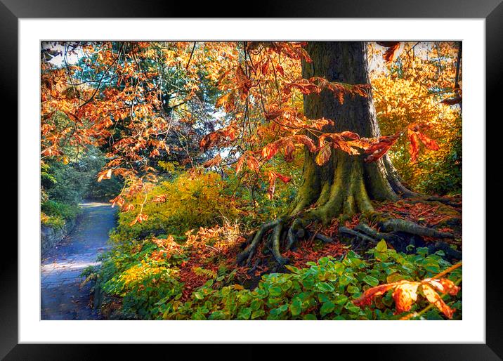 Sheffield Botanical Gardens Conker Tree Framed Mounted Print by Alison Chambers