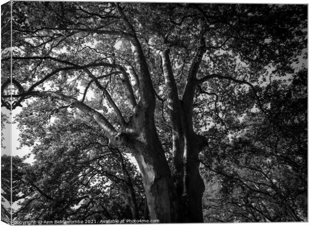 Through the trees Canvas Print by Ann Biddlecombe