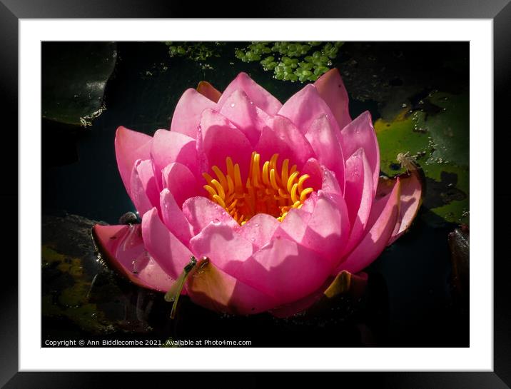 Close up of a water lily Framed Mounted Print by Ann Biddlecombe