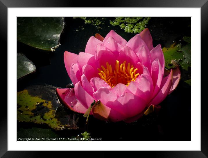 Water lily and damsel fly Framed Mounted Print by Ann Biddlecombe