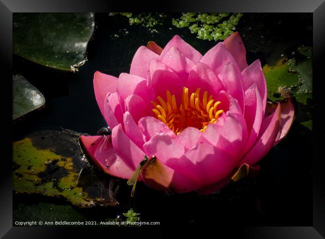 Water lily and damsel fly Framed Print by Ann Biddlecombe