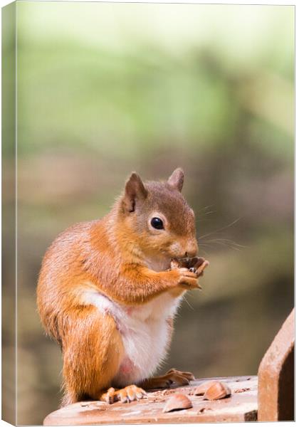Red Squirrel Canvas Print by Christopher Stores