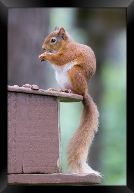 Red Squirrel Framed Print by Christopher Stores