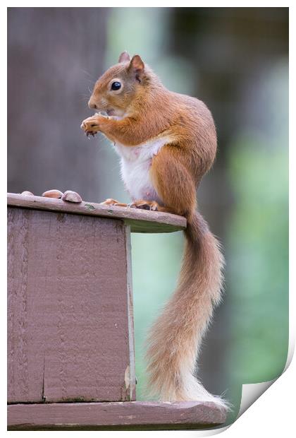 Red Squirrel Print by Christopher Stores