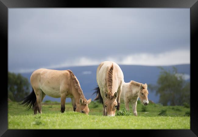 Wild Horses Grazing Framed Print by Christopher Stores