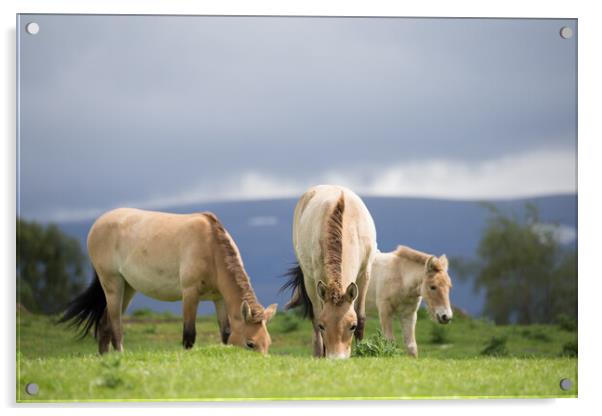 Wild Horses Grazing Acrylic by Christopher Stores