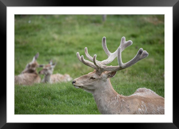 A reindeer in a grassy field Framed Mounted Print by Christopher Stores