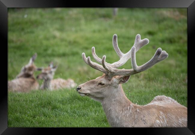 A reindeer in a grassy field Framed Print by Christopher Stores