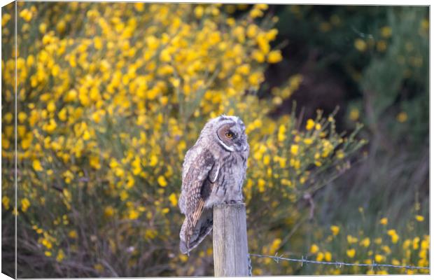 Juvenile Short Eared Owl Canvas Print by Christopher Stores