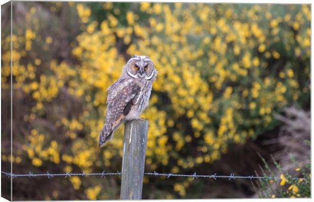 Juvenile Short Eared Owl Canvas Print by Christopher Stores