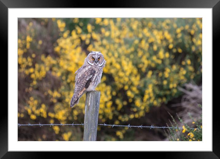 Juvenile Short Eared Owl Framed Mounted Print by Christopher Stores