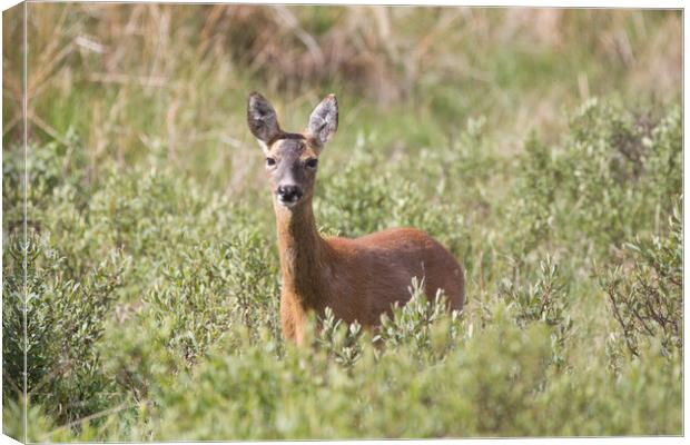 A Roe deer standing in a grassy field Canvas Print by Christopher Stores