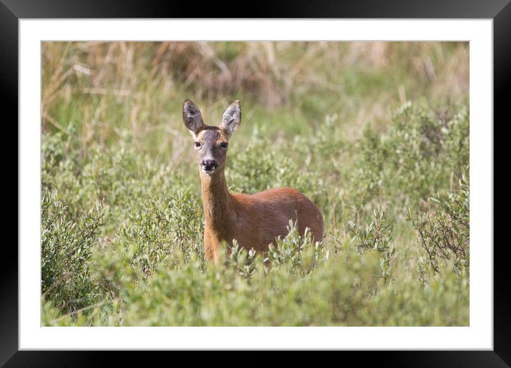 A Roe deer standing in a grassy field Framed Mounted Print by Christopher Stores