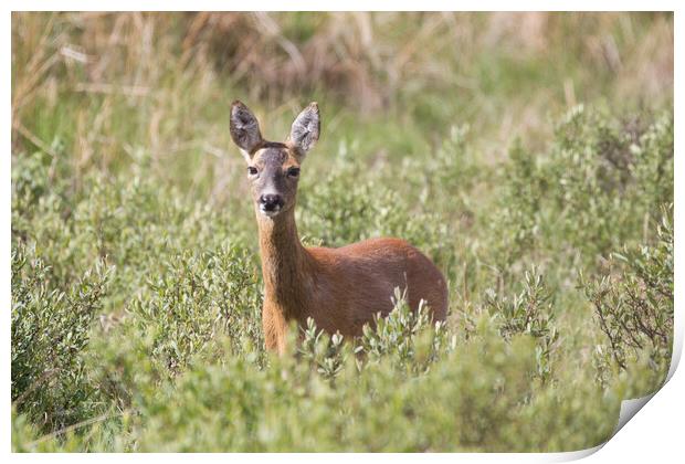 A Roe deer standing in a grassy field Print by Christopher Stores