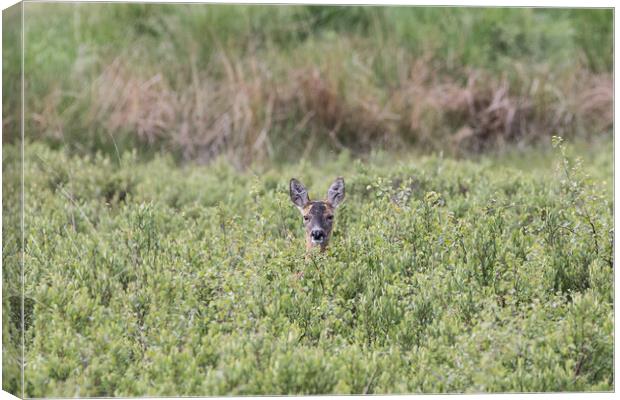A roe deer in a grassy field Canvas Print by Christopher Stores