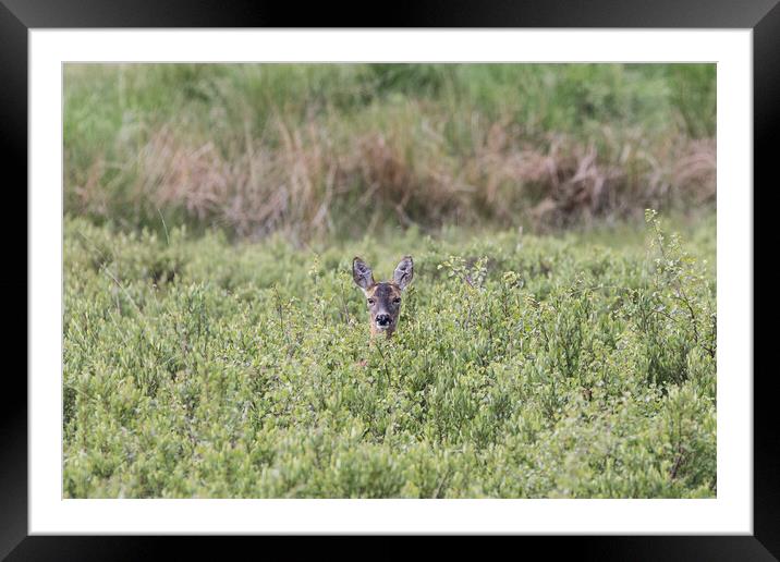 A roe deer in a grassy field Framed Mounted Print by Christopher Stores
