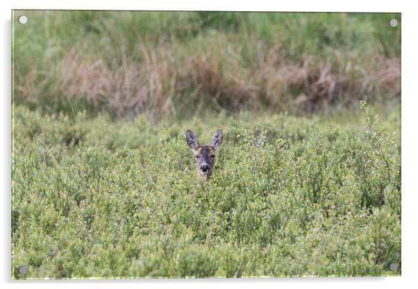 A roe deer in a grassy field Acrylic by Christopher Stores
