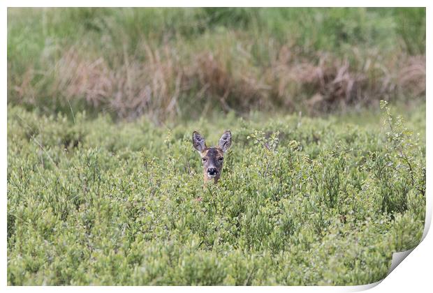 A roe deer in a grassy field Print by Christopher Stores