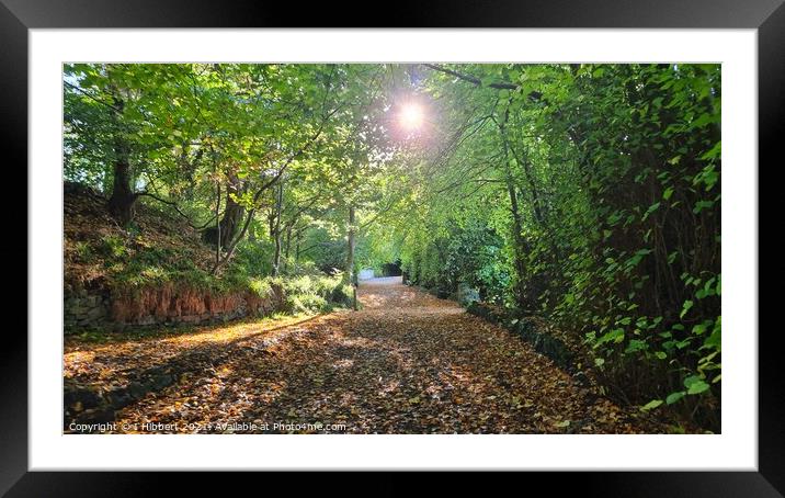 Woodland path Framed Mounted Print by I Hibbert