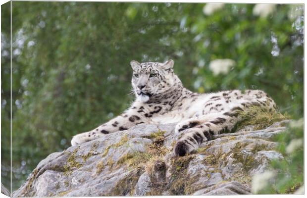 Snow leopard  Canvas Print by Christopher Stores
