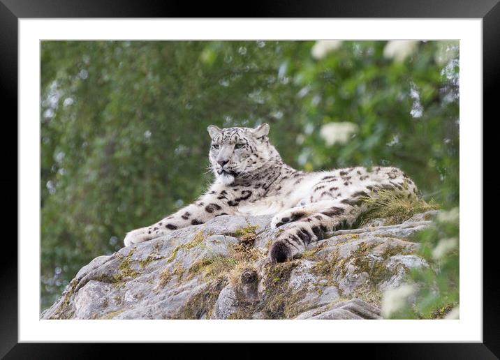 Snow leopard  Framed Mounted Print by Christopher Stores