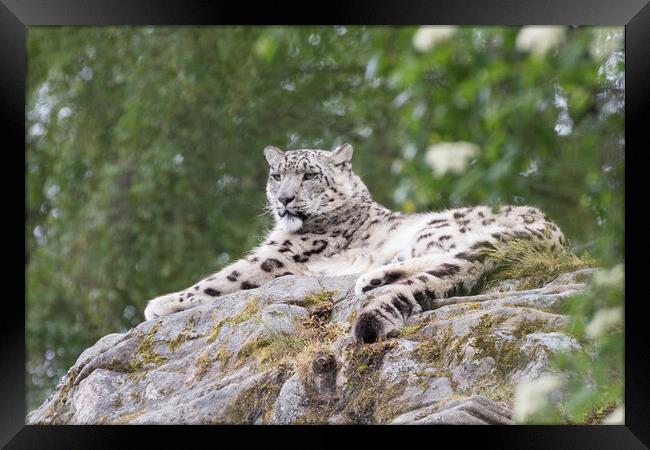 Snow leopard  Framed Print by Christopher Stores