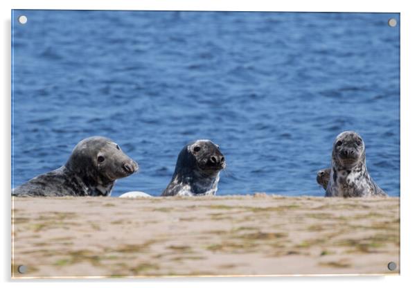 Common Seal Mother and Pups Acrylic by Christopher Stores