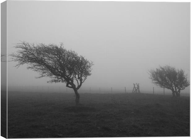 Black and White Tree in the mist Canvas Print by Christopher Stores