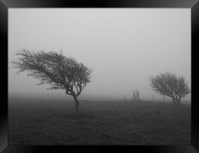 Black and White Tree in the mist Framed Print by Christopher Stores