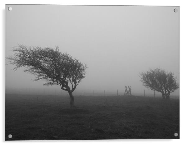 Black and White Tree in the mist Acrylic by Christopher Stores