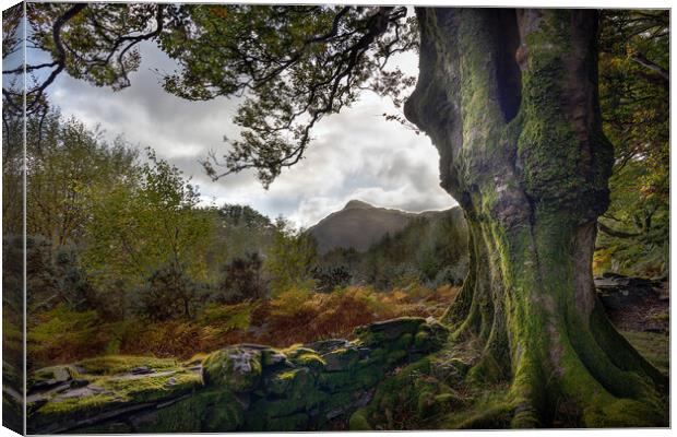 Snowdonia Through The Trees Canvas Print by Alan Le Bon