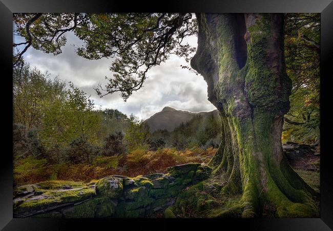 Snowdonia Through The Trees Framed Print by Alan Le Bon