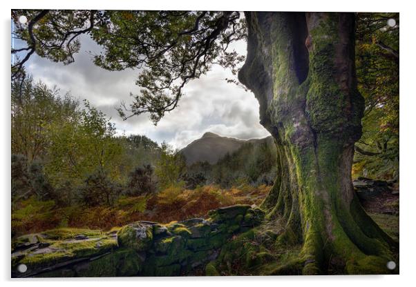 Snowdonia Through The Trees Acrylic by Alan Le Bon