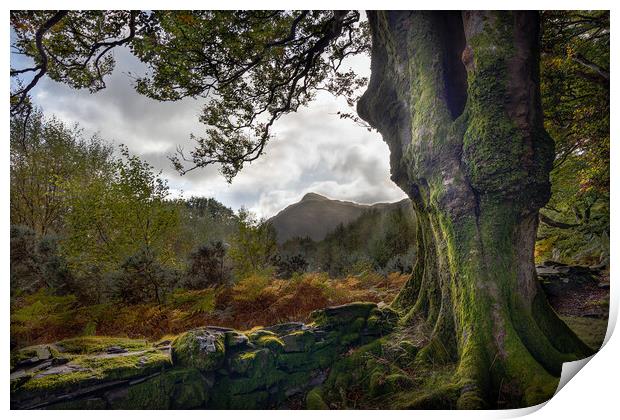 Snowdonia Through The Trees Print by Alan Le Bon