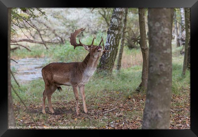 deer in the wild nature in the netherlands Framed Print by Chris Willemsen