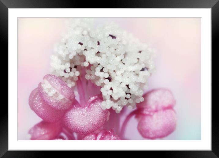 Cotton Candy Framed Mounted Print by Sharon Johnstone