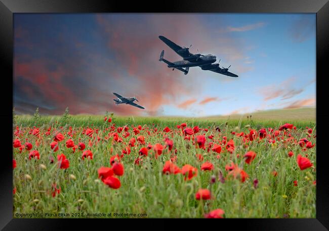 Warplanes over Poppy fields Framed Print by Fiona Etkin