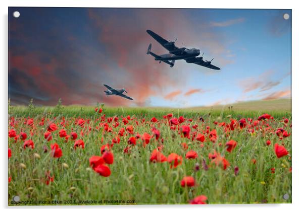 Warplanes over Poppy fields Acrylic by Fiona Etkin