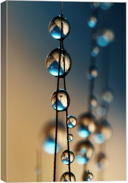 Denim Blue Grass Seed Drops Canvas Print by Sharon Johnstone