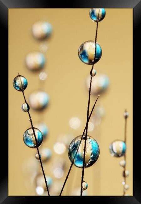 Sapphire and Gold Grass Seed Drops Framed Print by Sharon Johnstone