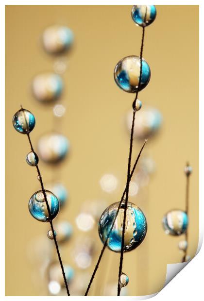 Sapphire and Gold Grass Seed Drops Print by Sharon Johnstone