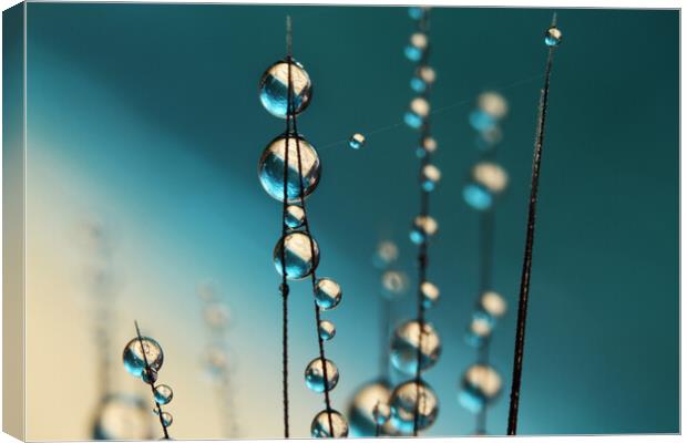 Grass Seed Drops with Blue Canvas Print by Sharon Johnstone