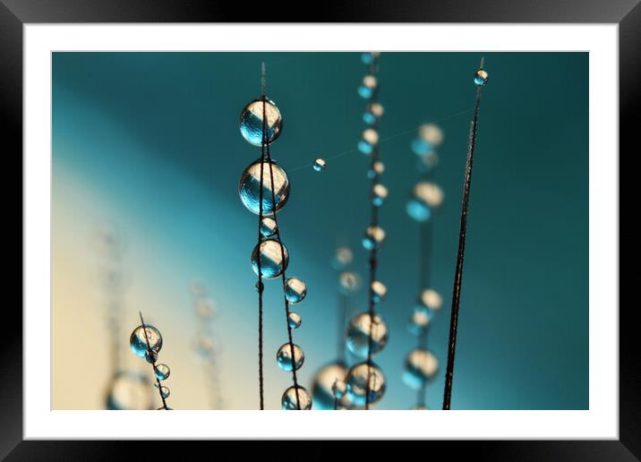 Grass Seed Drops with Blue Framed Mounted Print by Sharon Johnstone