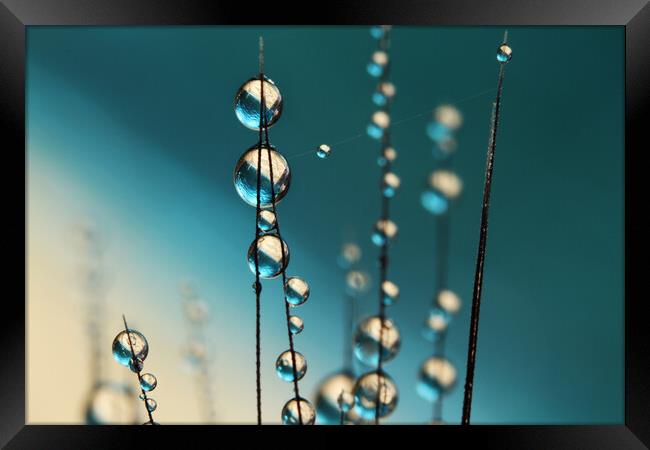 Grass Seed Drops with Blue Framed Print by Sharon Johnstone