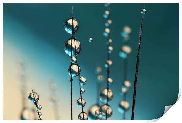 Grass Seed Drops with Blue Print by Sharon Johnstone
